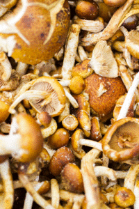 Grow Edible Mushrooms in Your Garden Image